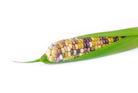 fresh corns colorful on white, sweet maize cornの写真素材