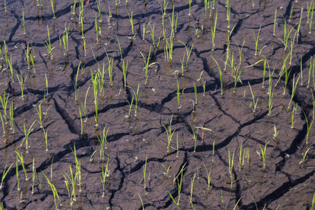 rice seedlings on cracked mud dirt, rice young plant sprouts and cracked soil at rice field
