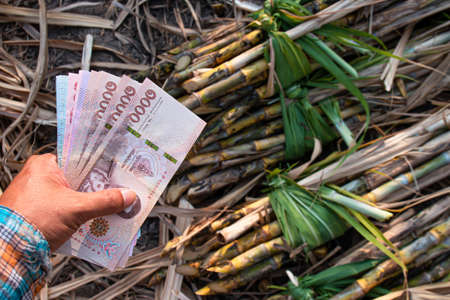 money in hand sugarcane farmers, banknote money thai baht in the hand at sugarcane plantation field in sugar cane harvest seasonの写真素材