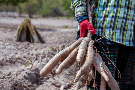 cassava and farmer in fields tapioca, gardener holding cassava root in farmの写真素材