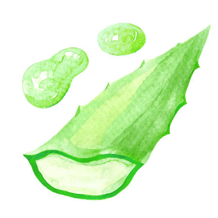 aloe vera watercolor hand drawn paint, aloe leaf isolated on white, aloe vera illustrationの写真素材