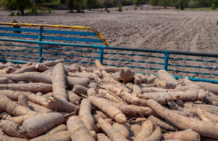 cassava in the pickup truck, cassava for tapioca flour industry, raw yucca tuber