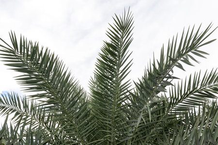 Date palm leaves in the date palm plantation