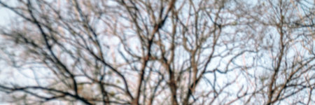 blurred tree branch and dry, tree bare, tree twig dry, silhouette branches tree for horizontal forest backgroundの写真素材