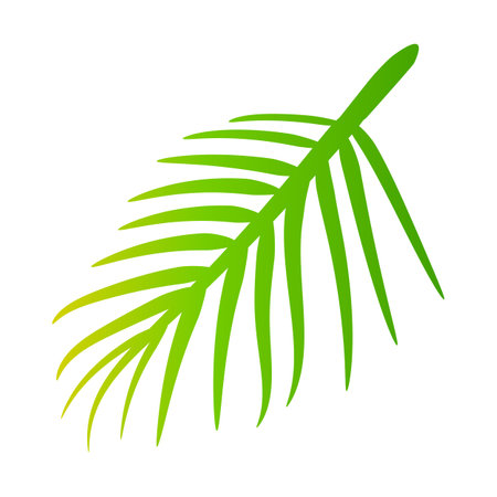 coconut leaves, coconut palm leaf, coconut branchのイラスト素材