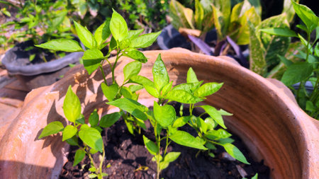 chili plants growing in pot, chilli trees in organic farming gardenの写真素材