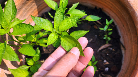 chili leaves in hand, chili plants growing in pot, chilli trees in organic farming gardenの写真素材