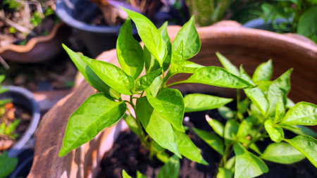 chili plants growing in pot, chilli trees in organic farming gardenの写真素材