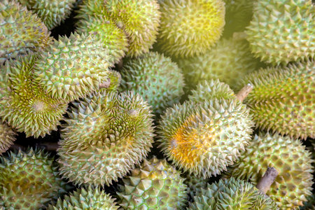 durian, a large pile of durian, fresh durians stacked together, durian tropical fruit market concept, seasonal produce, agriculture, and export product of asiaの写真素材