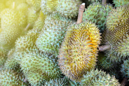 durian, a large pile of durian, fresh durians stacked together, durian tropical fruit market concept, seasonal produce, agriculture, and export product of asiaの写真素材