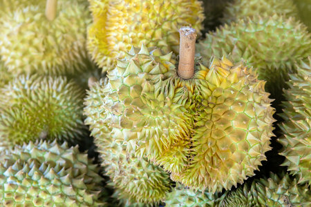 durian, a large pile of durian, fresh durians stacked together, durian tropical fruit market concept, seasonal produce, agriculture, and export product of asiaの写真素材