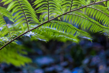 Bright green fern leaves in a natural forest setting. Fern leaves highlighted in soft light. Fern...