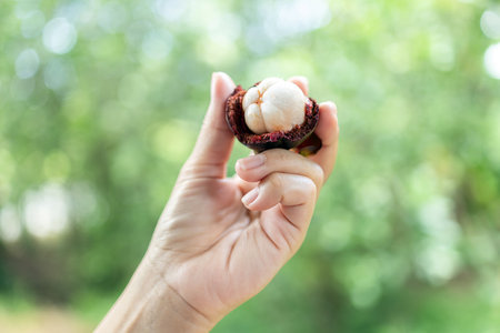 Mangosteen, Hands peeling a fresh mangosteen harvested from the garden, showing its white flesh clearly, Tropical fruit picking concept with natural garden backgroundの写真素材