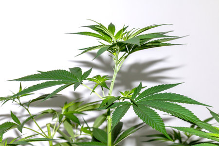 Fresh cannabis leaves in growing stage, ideal for medical, herbal, or scientific content and commercial useの写真素材