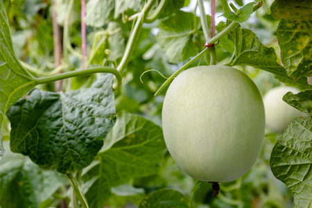 water gourd or vegetable gourd plant, young plants, winter melon garden, wax gourd farm nature, marrow organic in the plantation, ash gourd farming, home gardening tropical of asianの写真素材