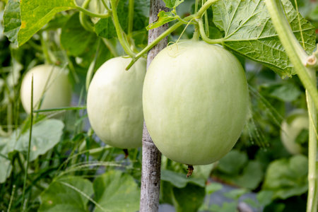 water gourd or vegetable gourd plant, young plants, winter melon garden, wax gourd farm nature, marrow organic in the plantation, ash gourd farming, home gardening tropical of asianの写真素材