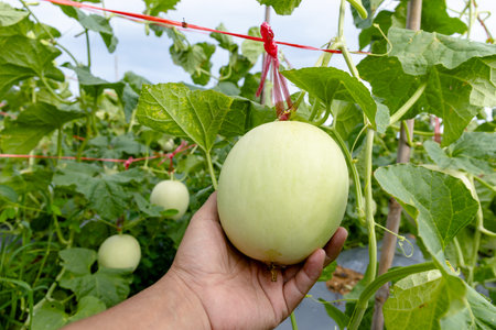 water gourd in hand holding, vegetable gourd plant, young plants, winter melon garden, wax gourd farm nature, marrow organic in the plantation, ash gourd farming, home gardening tropical of asianの写真素材
