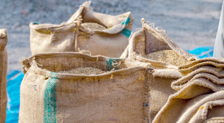 Rice Grain in Burlap Sack, Freshly harvested rice grain stored in burlap sacks at a farm, showing traditional agriculture, crop storage, and rural productionの写真素材
