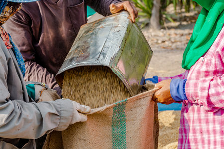 Farm Workers Pouring Rice Grain into Sack in Agriculture Process, Workers pouring harvested rice grain into a burlap sack, showing agricultural labor, rice production, traditional farming practicesの写真素材