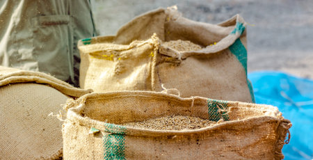 Rice Grain in Burlap Sack, Freshly harvested rice grain stored in burlap sacks at a farm, showing...