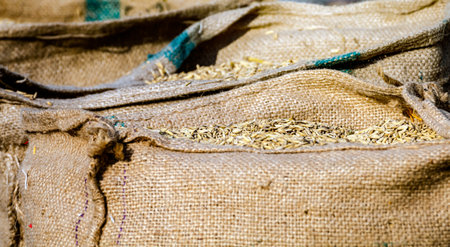 Rice Grain in Burlap Sack, Freshly harvested rice grain stored in burlap sacks at a farm, showing traditional agriculture, crop storage, and rural productionの写真素材