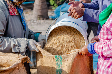 Farm Workers Pouring Rice Grain into Sack in Agriculture Process, Workers pouring harvested rice grain into a burlap sack, showing agricultural labor, rice production, traditional farming practicesの写真素材
