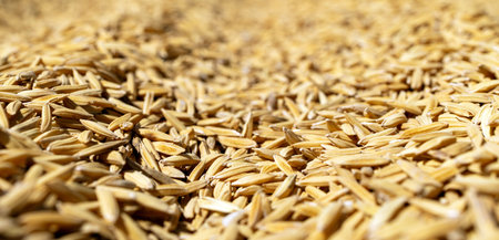Close-Up Golden Rice Grains with Shallow Depth of Field, Macro of golden rice grains forming natural texture with shallow depth of field. Concept of agriculture, harvest, sustainability, rural economyの写真素材