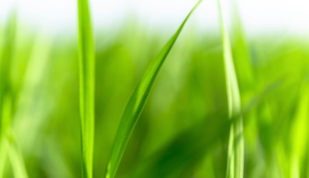 Blurred Green Rice Field Nature Background, Soft blurred green rice leaves background with natural...