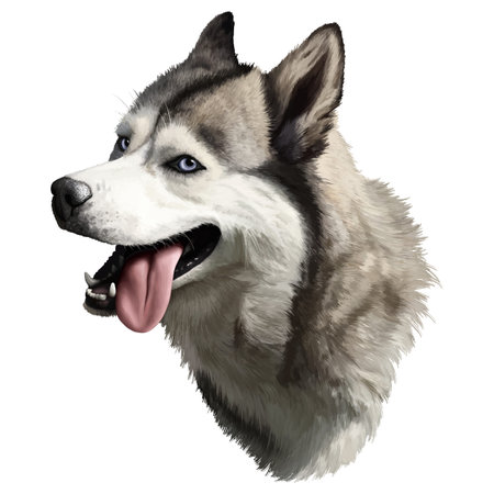 Realistic illustrative husky portrait with detailed furのイラスト素材