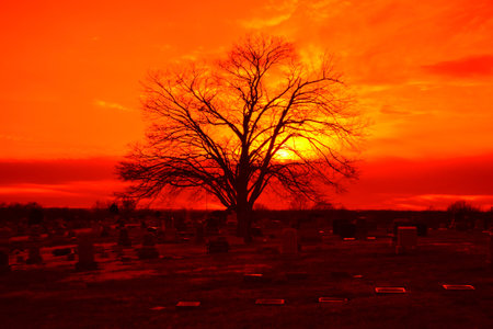 Sunset behind dead tree at cemeteryの写真素材