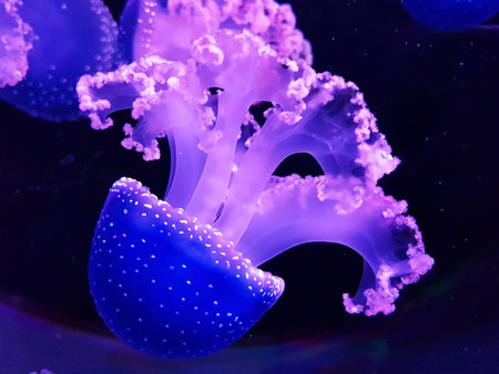 Blue and shiny jellyfish
