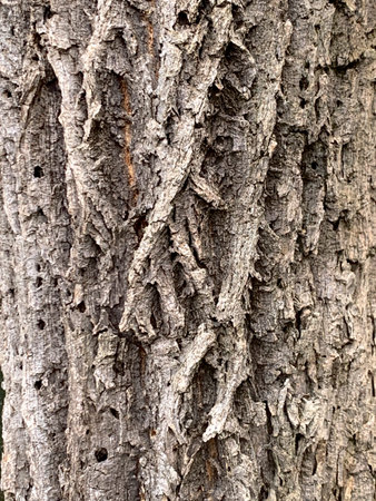 Texture of aged tree bark from a park in the interior of Limeira, SÃ£o Paulo, Brazil.の写真素材