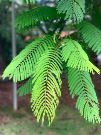 Green leaves in spring of city.の写真素材
