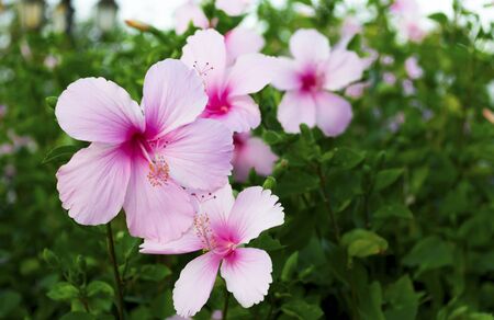 Beautiful Group of Pink Hibiscus flower in the Park の写真素材