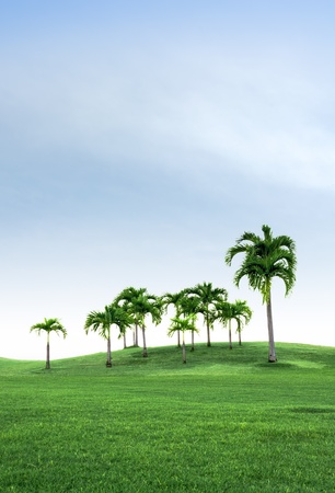 Group of Palm tree on the green Field and beautiful skyの写真素材