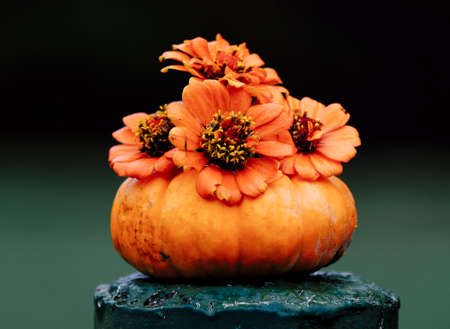 Orange Zinnia flowers in mini pumpkin for fall Halloween decoration.の写真素材