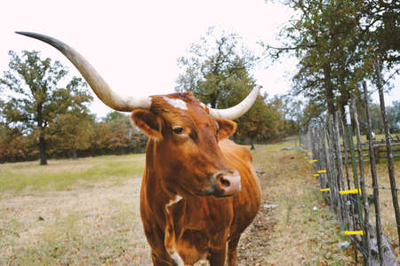 Brown Texas Longhorn cow on beautiful ranch shows large horns close up.の写真素材