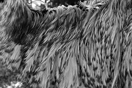 Close up of Emu feathers in black and white, shows texture of bird feather.