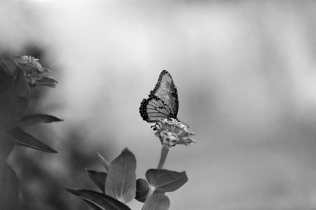 Butterfly in black and white on Zinnia flower in garden during summer.