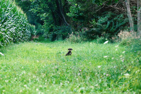 Midwest summer landscape shows cute black puppy dog in distance, beyond greenery of grass.の写真素材