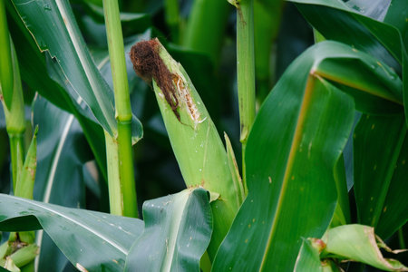 Green corn crop from midwest farm close up on stalk during summer, agriculture concept.