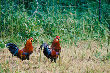 Free range chickens in country grass on farm.の写真素材