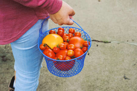 Red tomatoes in basket picked fresh from garden harvest for healthy veggies.の写真素材