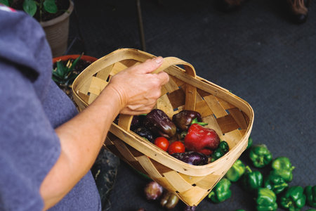 Gardening concept shows person holding basket of bell peppers fresh from garden.