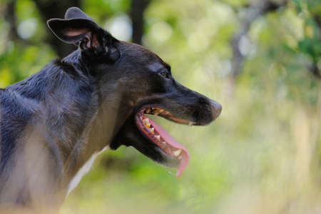 Pet dog smiling outdoors happy to be in nature.の写真素材