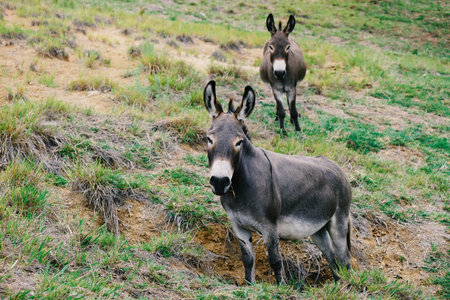 Cute mini donkeys in Texas rural landscape looking at camera close up.