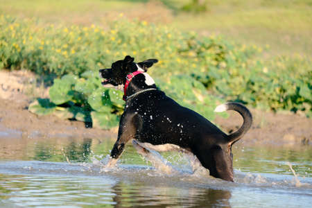 Black and white rescue dog playing in rural pond water outdoors.の写真素材