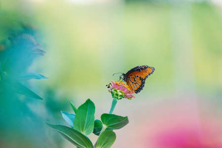 Peaceful butterfly with garden in background shows delicate beauty.の写真素材