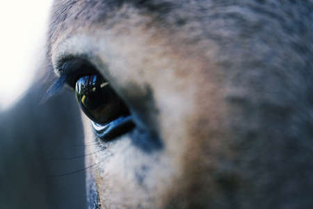 Sight concept for mini donkey on farm.  Close up of eye.の写真素材
