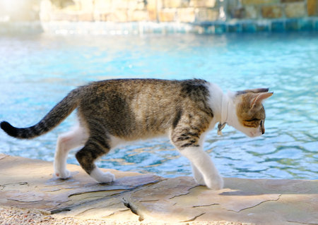 Pool in background of small kitten pet being curious.